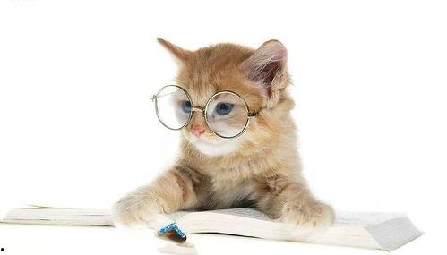 娱乐吃瓜酱猫抱枕,带你感受萌宠的魅力