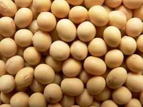 美国大豆最新爆料,揭秘行业变革与未来趋势