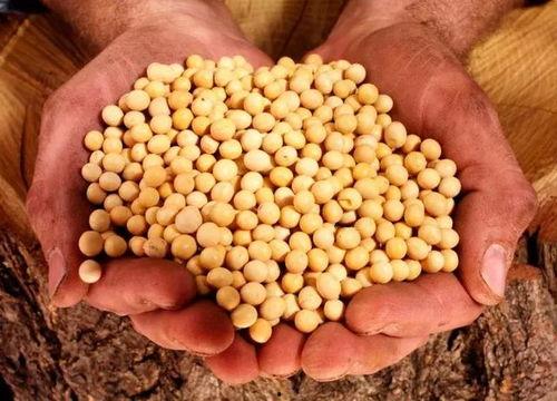 美国大豆最新爆料,揭秘行业变革与未来趋势