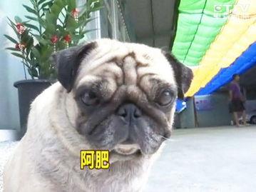 巴哥最新爆料新闻事件,最新热点事件背后真相曝光