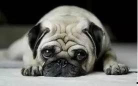 巴哥最新爆料新闻事件,最新热点事件背后真相曝光