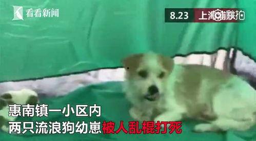 死狗爆料全视频,事件真相与幕后黑幕