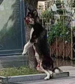 死狗爆料全视频,事件真相与幕后黑幕