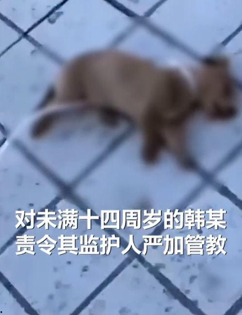 死狗爆料全视频,事件真相与幕后黑幕