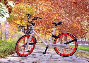 石家庄单车爆料最新消息,最新动态揭示城市共享单车发展新趋势