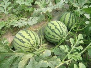 西瓜特效娱乐圈爆料,明星幕后故事大揭秘