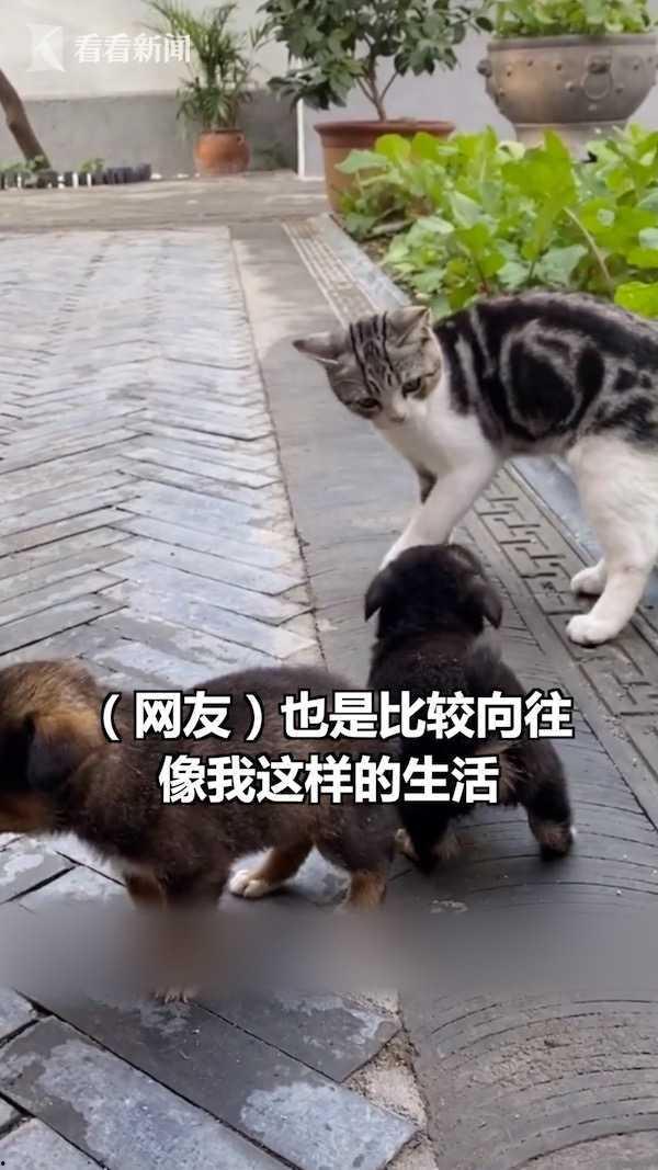 老汪爆料虎豹视频,虎豹视频背后的惊人真相