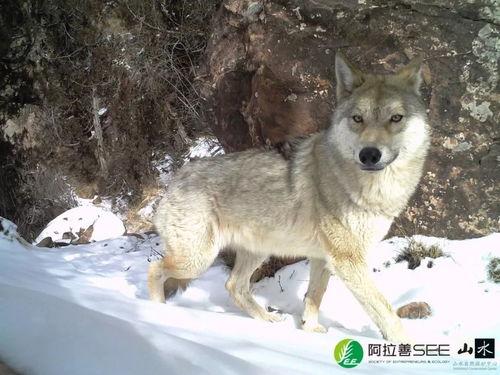 老汪爆料虎豹视频,虎豹视频背后的惊人真相