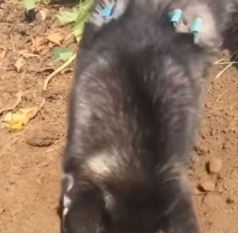 老汪爆料虎豹视频,虎豹视频背后的惊人真相