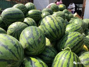 砀山最新吃瓜爆料,揭秘当地热点事件背后的真相